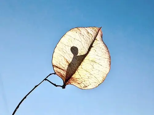 有趣的灵魂永远能在平凡中创造诗意6868