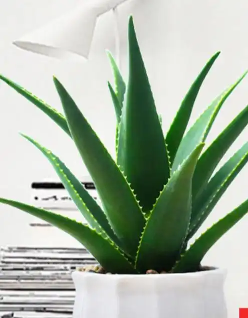 芦荟植物芦荟盆栽室内植物办公室绿植芦荟盆栽z990原盆美人芦荟含盆