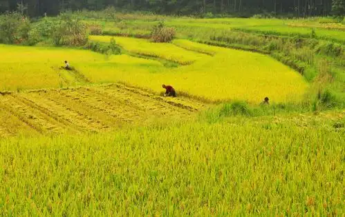 秋天的田野,稻谷飘香
