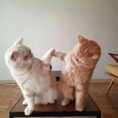 搞笑动物情侣头像一左一右2019情侣头像逗比动物一对