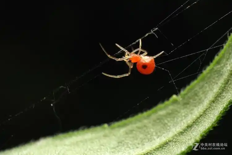 一组红蜘蛛