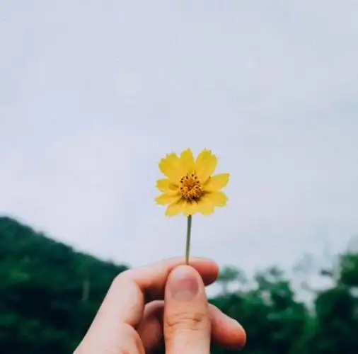 一只手拿花伤感的图片