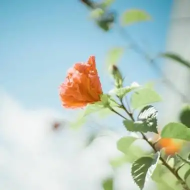 微信风景头像图片唯美 抬头 阳光依旧温暖