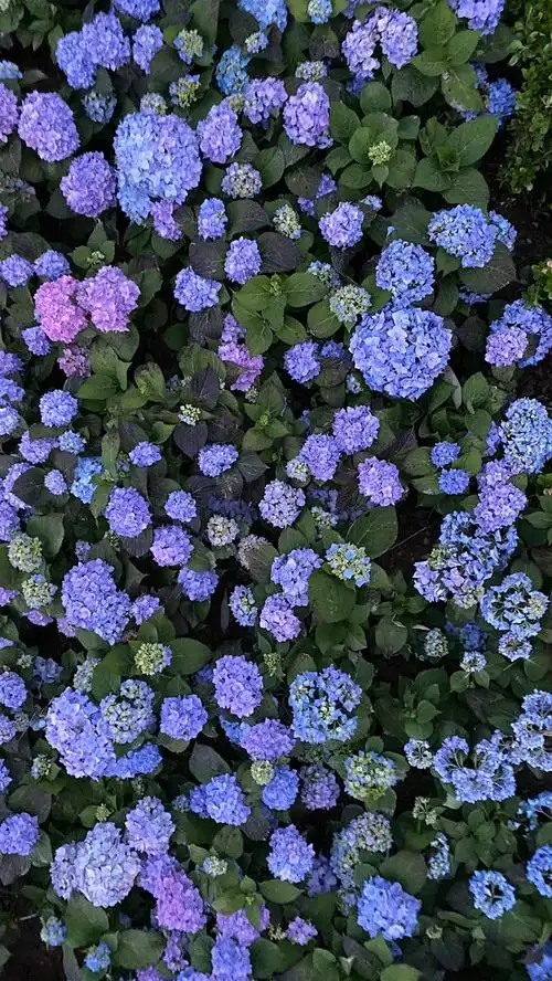 想要求几张蓝紫色系的绣球花的图