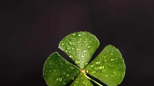 希望四叶草带来好运的图片