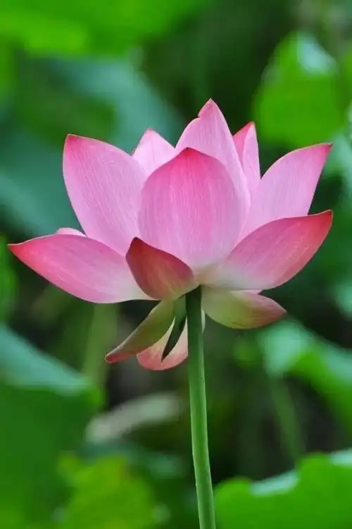 感谢您的关注莲花,欢迎点赞,评论,收藏,转发,您的鼓励就是