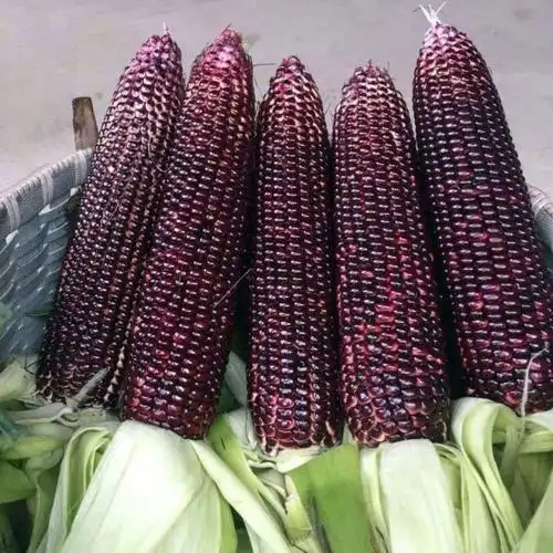 紫糯玉米种子易发芽花玉米黑色玉米种子高产大田用种甜糯玉米种子紫糯