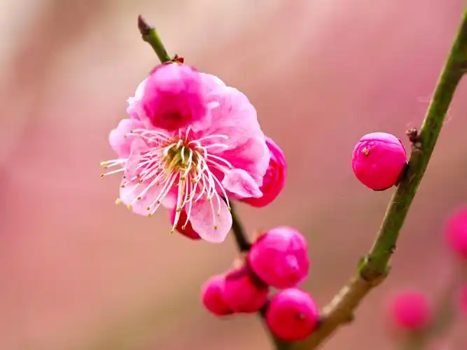 宫粉梅的颜色很柔和,它优雅的绽放着,红里透着白,白里透着红.