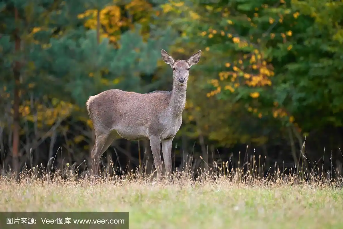 雌马鹿在自然环境中