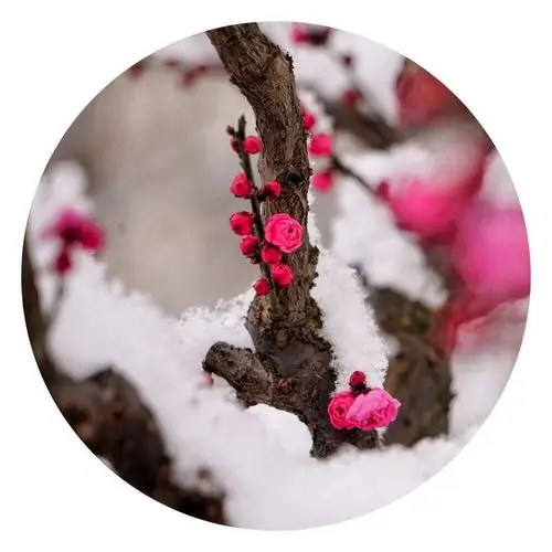 雪中梅花