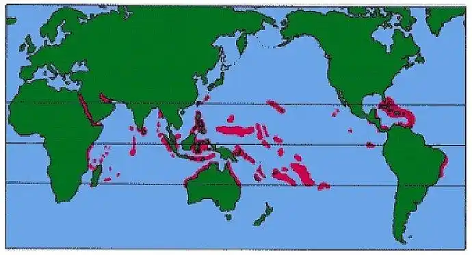 一,全球珊瑚礁分布的三个条件: 1,浅水海域,100米以内,大部分在50米