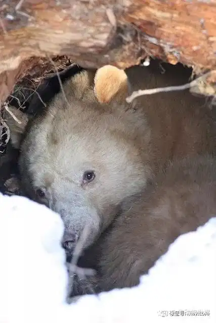 只有北极熊是白色的吗?不不不,它也是白熊