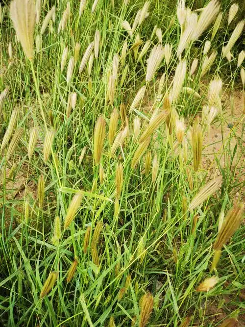 我镜头下的秋天