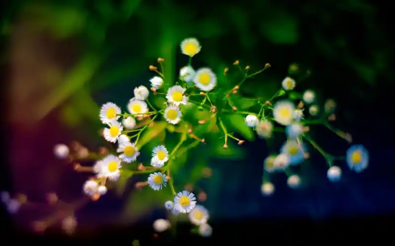 清新淡雅的花卉图片电脑壁纸,植物壁纸,唯美,花卉,植物,高清,清新