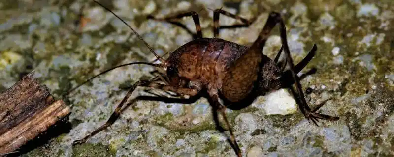 厕所里的灶马蟋从哪里进来的(灶马蟋从哪里进家里了)