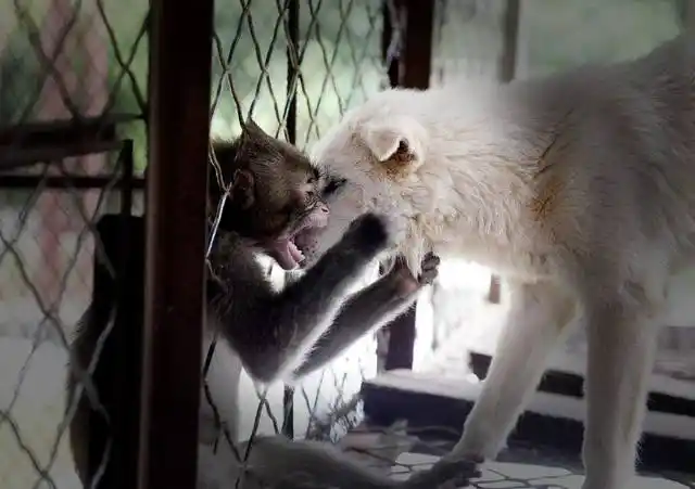 猴子和土狗"谈恋爱",温情相对羡煞情人节单身狗!