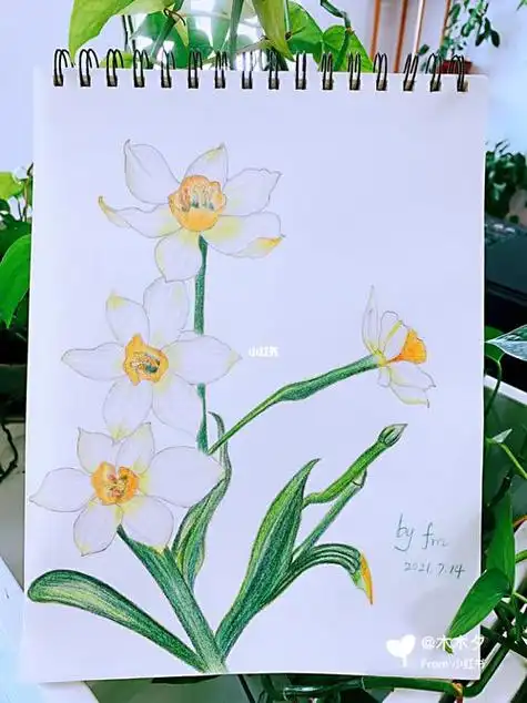 水仙花简笔画水仙花简笔画带颜色