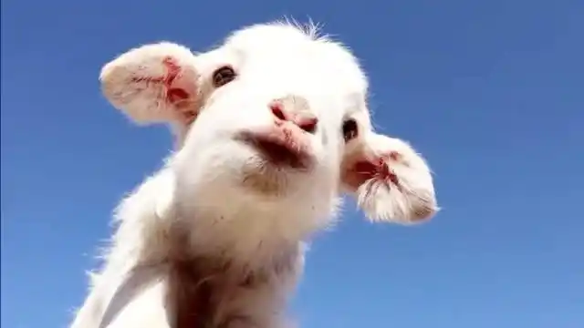 让一只小羊叫声治愈你,今天的不开心就止于此,明天依旧光芒万丈秒拍