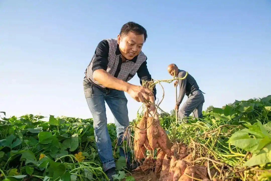 素有"全国商品粮生产基地县"的美誉,历来有种植红薯的传统