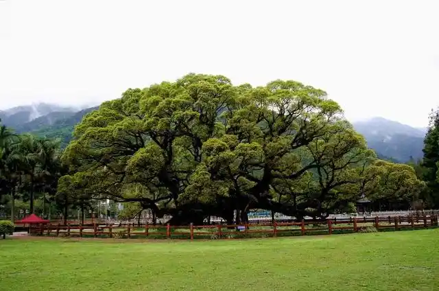 哈密都有哪些树