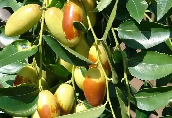 郭家坞村红军庄村孟庄村相邻王化村附近有慕田峪长城红螺寺怀柔青龙峡