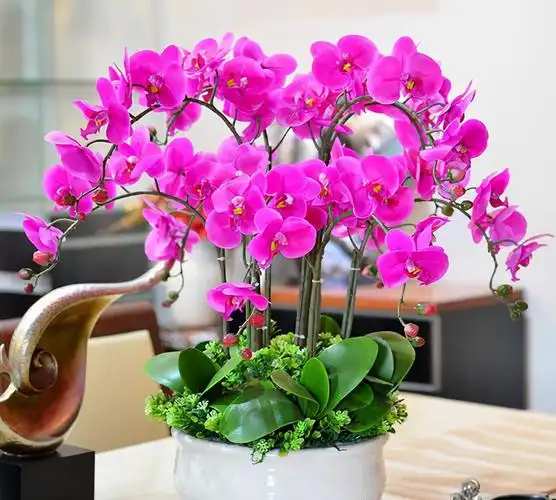 2,二君子兰君子兰株型美观好看,整体文雅好看,能寓意富贵吉祥繁荣昌盛