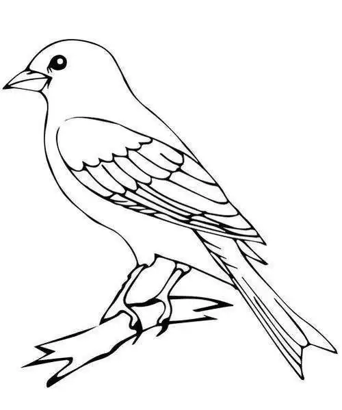 男生的小鸟怎么画简笔画