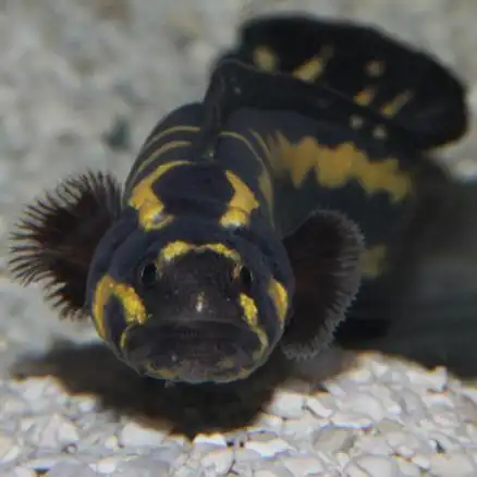 congrogadus subducens