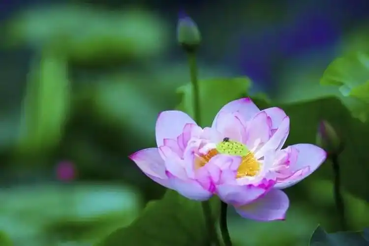 修禅者的心境是以慈悲之心普度众生