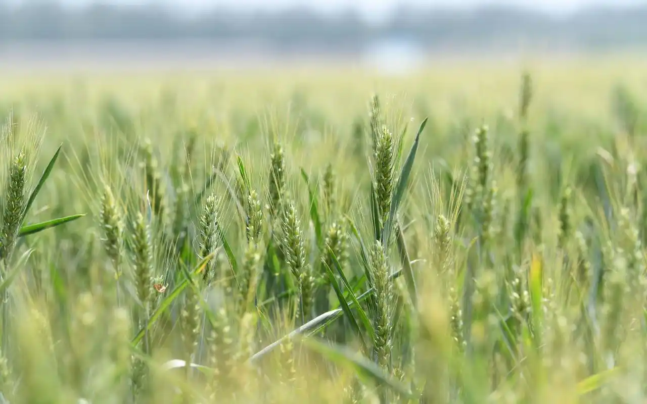 北京10余万亩麦田即将开镰收割