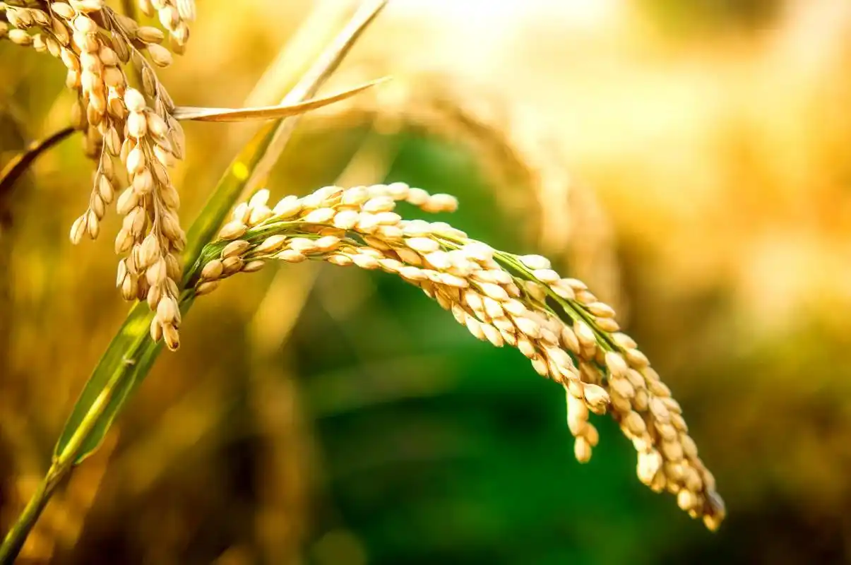 中秋节前 江苏新沂市场粳稻价格平稳_稻谷_现货观察_新闻信息_广西新