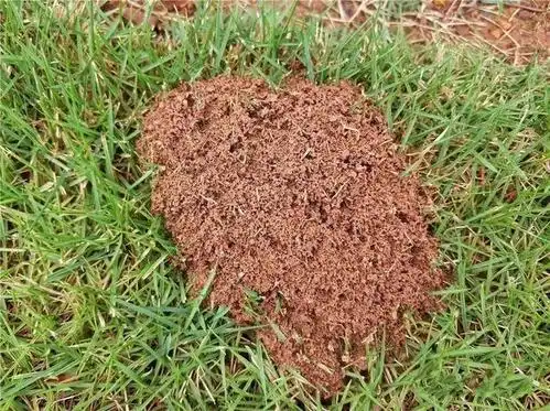 红火蚁是入侵生物,与白蚁相比,哪个危害更大?