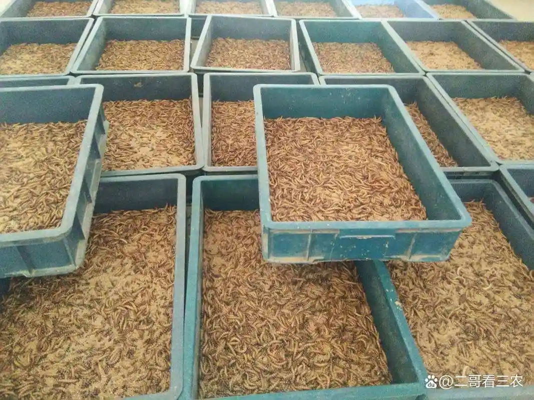 农村少女养殖大麦虫致富,400多平方米房间摆放上千个养殖盆