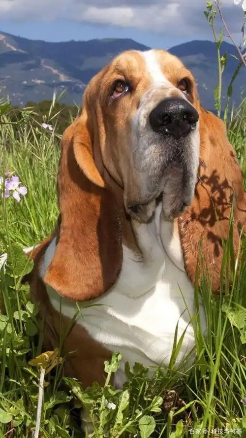 超可爱狗狗们的萌照,让人看了都要忍不住想要上手摸一摸!