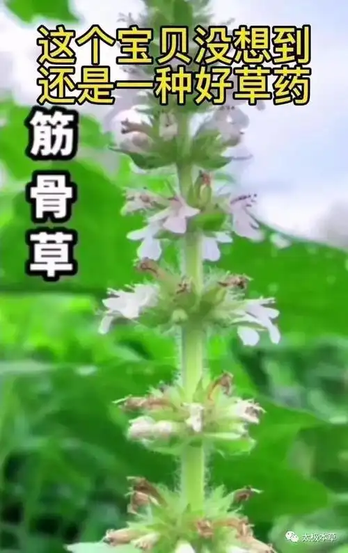 筋骨草,疗筋骨伤