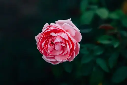 pink flowers,pink flowers,rose,herbarium,plants,flowers,壁纸