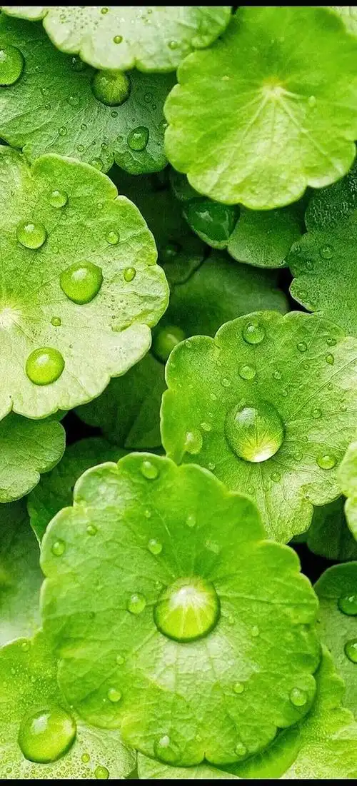 《幸运草》绿色护眼手机壁纸_网易订阅