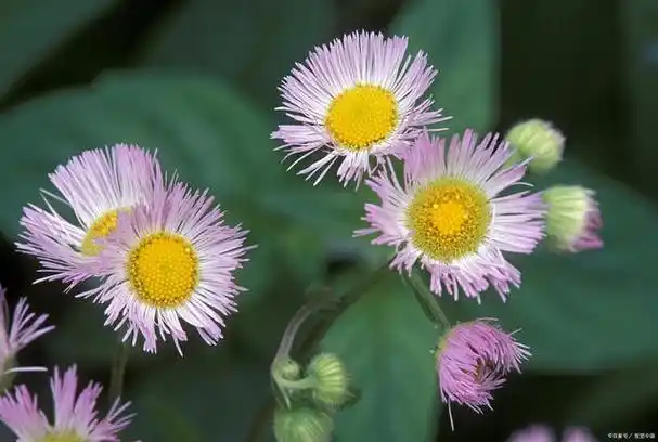 美丽飞蓬花草百科
