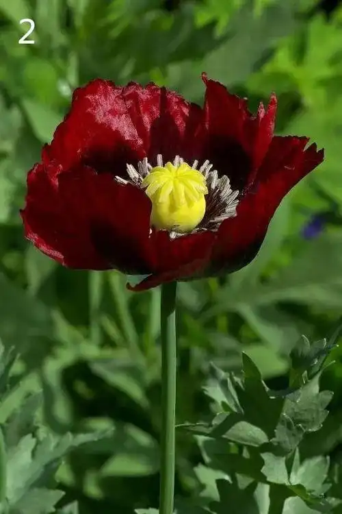 千万别把罂粟当作虞美人,误种罂粟也是犯法