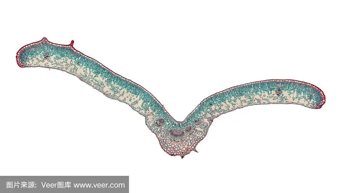 显微镜下的茉莉花叶横切面