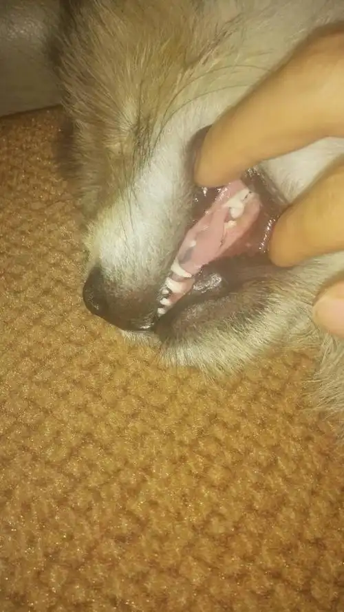 我不会看看狗狗牙齿!所以帮我看看这狗狗有几个月了!谢谢!