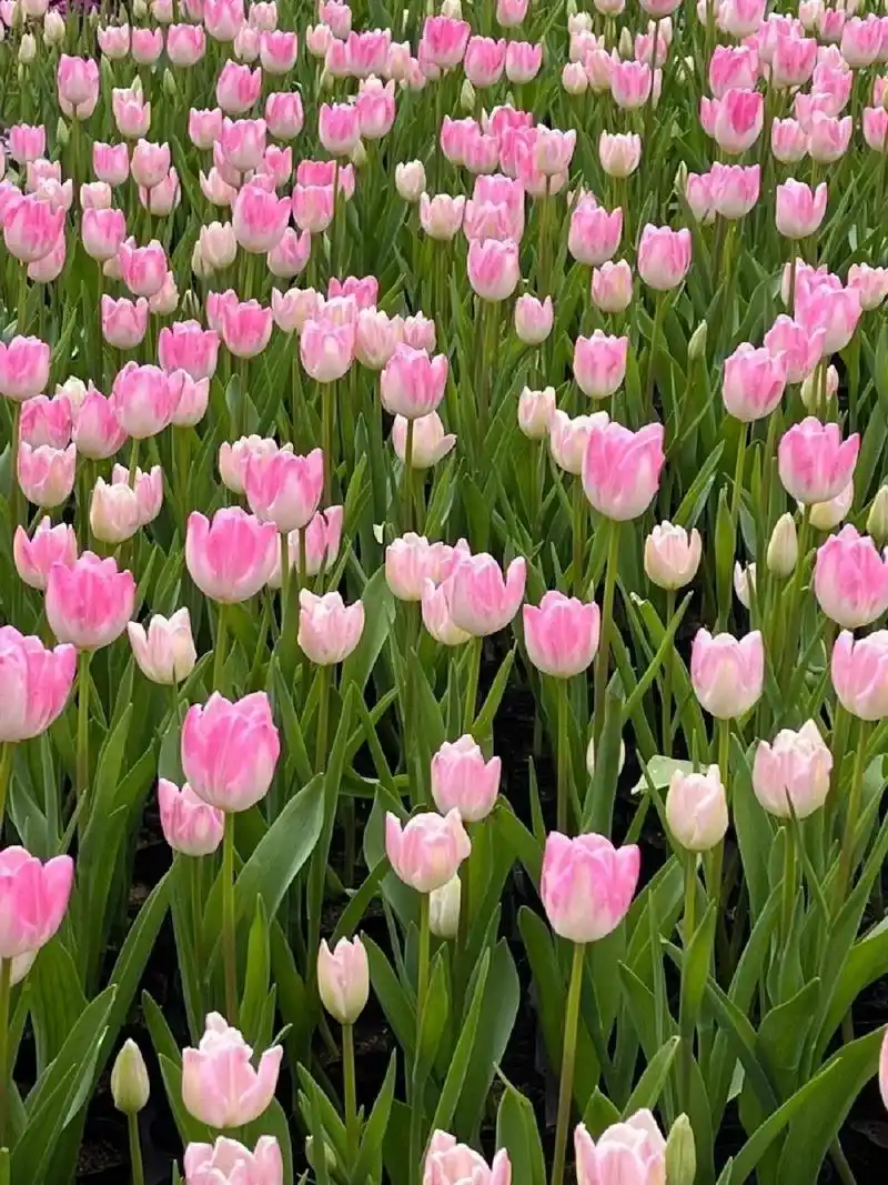 花花壁纸‖94春天啦来组花花94(9张) 春天换一些花花背景叭,手机