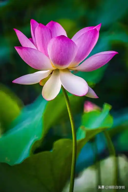 荷花摄影注意这7点照片提升不止一点点新手要格外留意