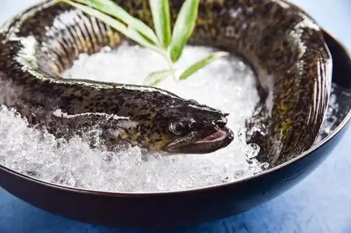 晏暘有限公司 08-7620558#32鲜冻花鳗(鲈鳗)