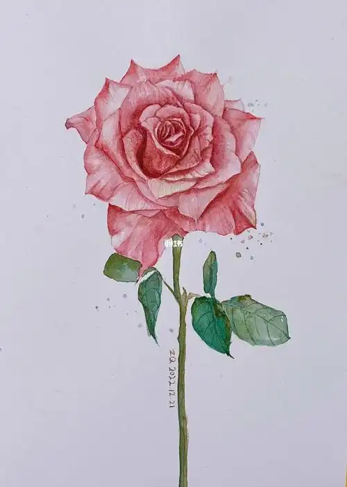 水彩玫瑰花线稿