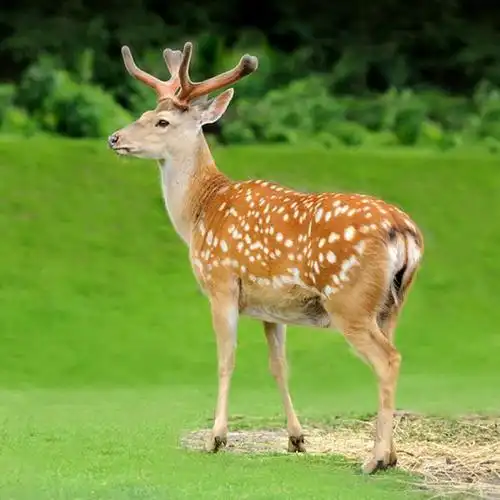 济南梅花鹿养殖 成年活体梅花鹿 动物园梅花鹿养殖