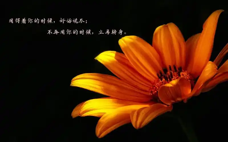 看透人心的悲凉句子带字配图