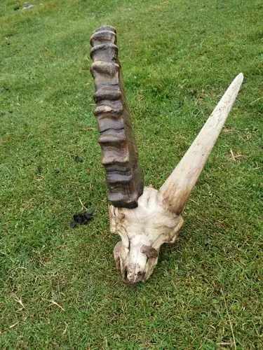 盘羊头骨,估计是被狼吃掉,剩下的