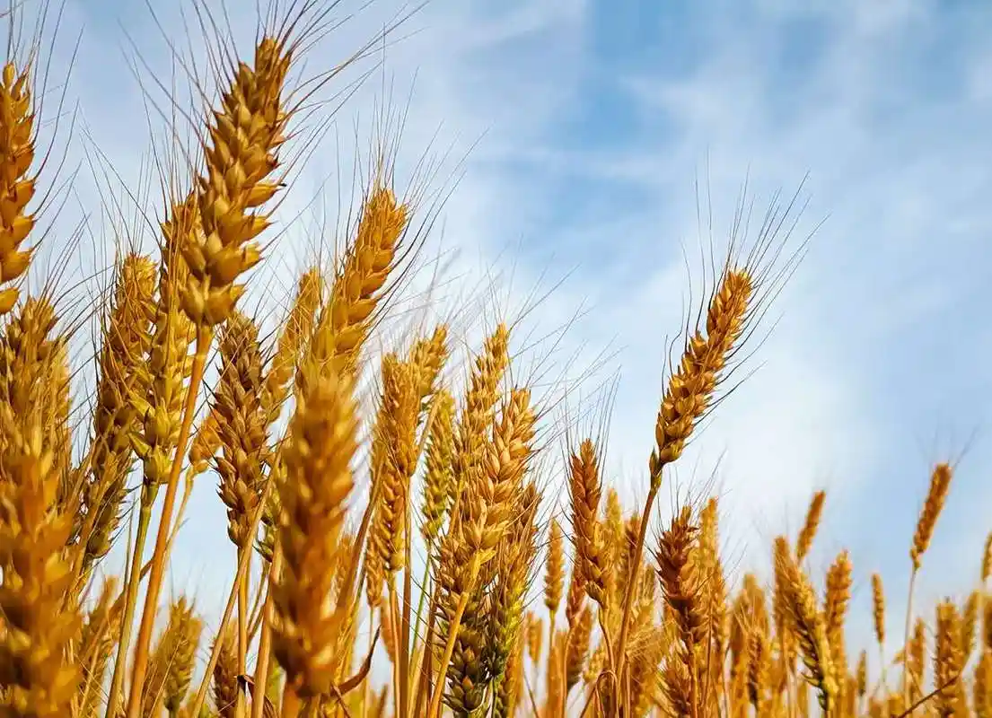 浅夏浓情金色六月麦子熟了