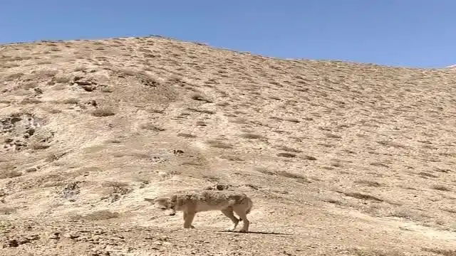 男子穿越无人区被狼劫路,大哥立马学狼叫,结果万万没想到